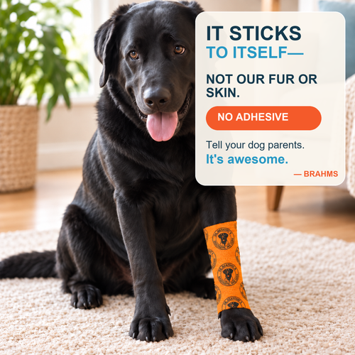 Brahms wearing an orange wrap on his front leg — it sticks to itself, not to fur or skin
